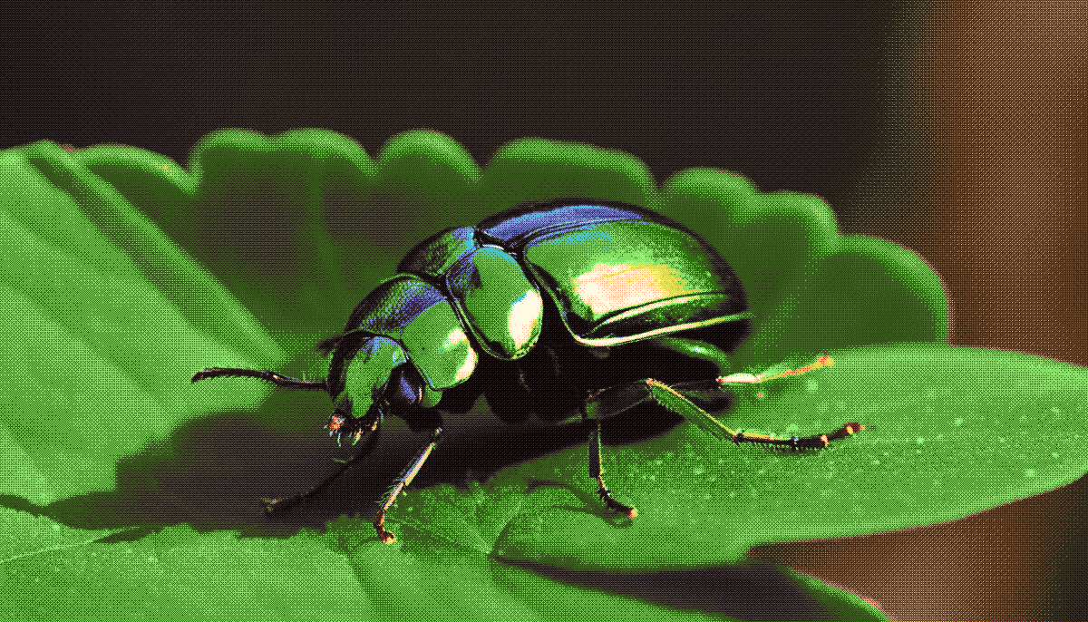 beetle